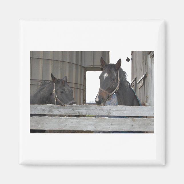 Black Horses/Ranch Magnet (Front)