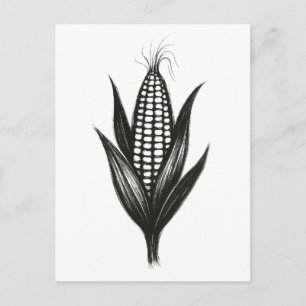 Black Ink Corn Illustration – Harvest Design on  Postcard