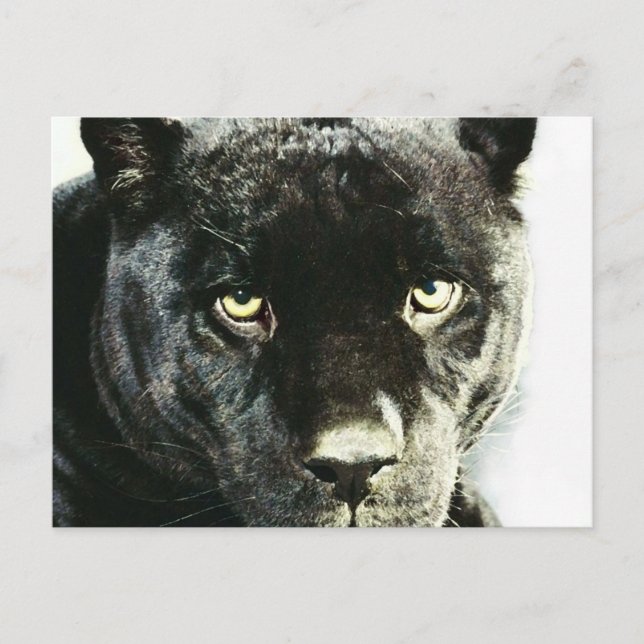 Black Jaguar Panther Eyes Postcard (Front)