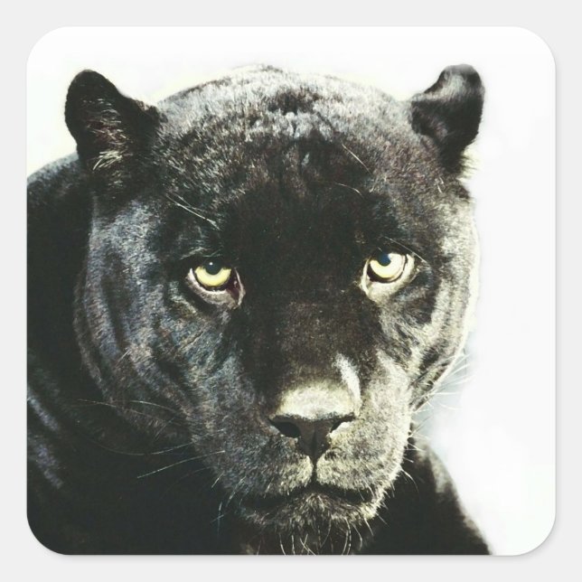 Black Jaguar Panther Square Stickers (Front)