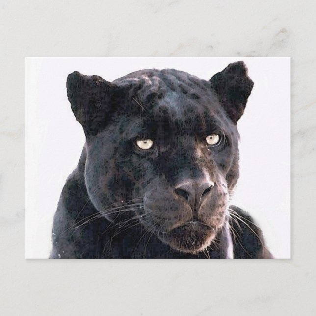 Black Jaguar Postcard (Front)