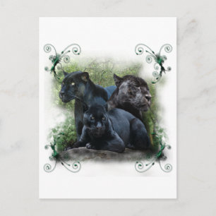 Black Jaguar Postcard