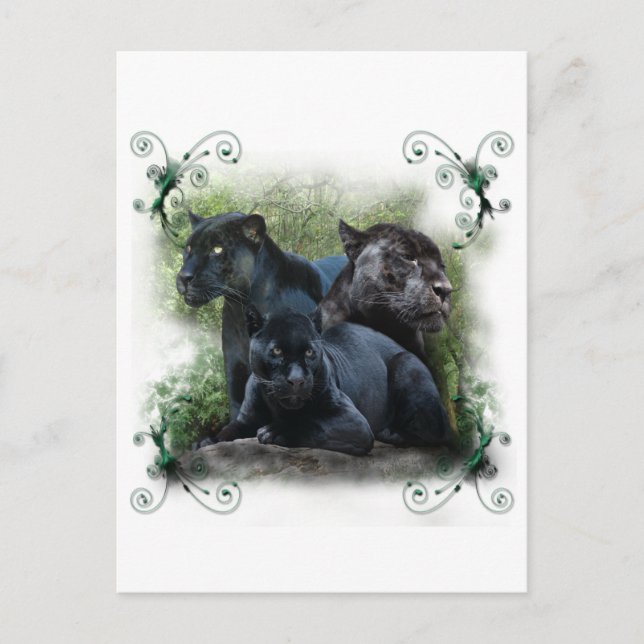 Black Jaguar Postcard (Front)