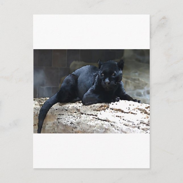 Black Jaguar Postcard (Front)