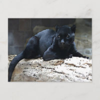 Black Jaguar
