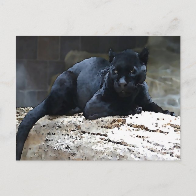 Black Jaguar Postcard (Front)