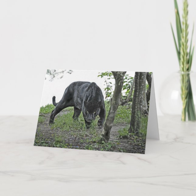 Black Jaguar Stalking Card (Front)