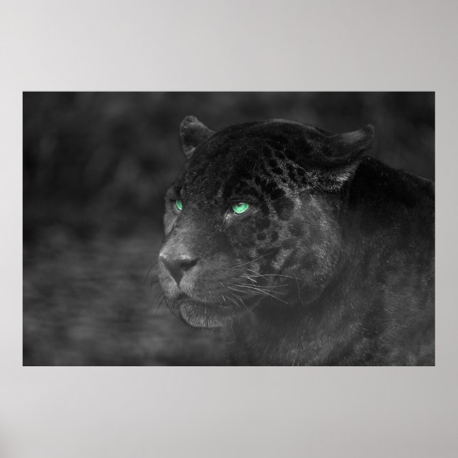 Black Jaguars Emerald Gaze Poster (Front)