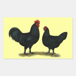 Black Java Chickens Sticker
