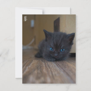 Black Kitten Card