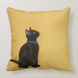 Black kitten in collar throw pillow