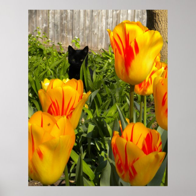 Black Kitten in Tulips Poster (Front)