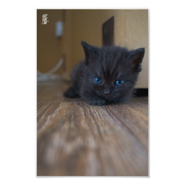 Black Kitten Photo Print (Front)