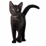 Black Kitten Photo Sculpture Ornament<br><div class="desc">This little black kitten makes a cute  acrylic ornament</div>