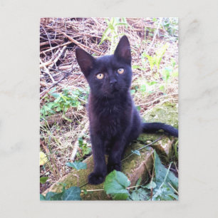 Black Kitten Postcard