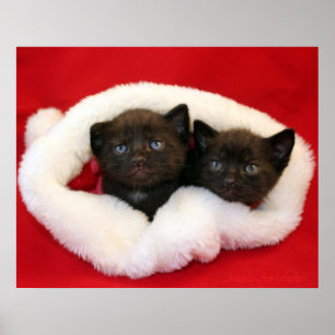 Black kittens in Santa's hat Poster