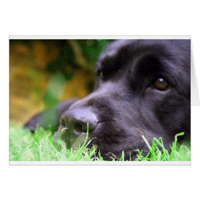 black lab (Front Horizontal)