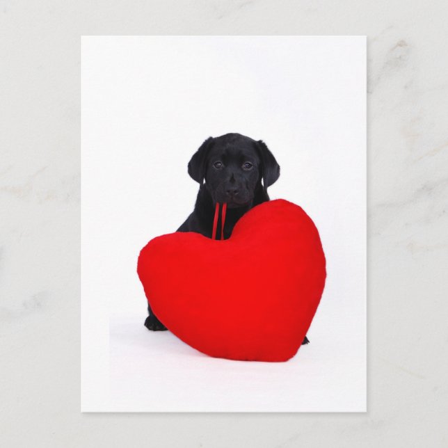 Black lab and heart postcard (Front)