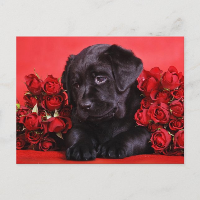 Black Lab and roses Postcard (Front)