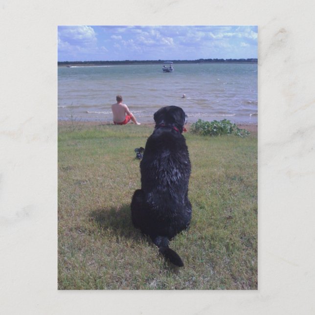 Black Lab at Lake Postcard (Front)