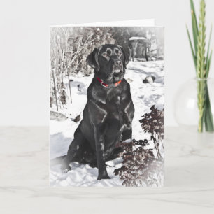 Black Lab, carte blanche