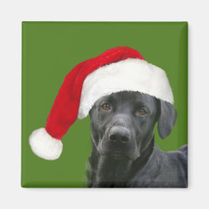 Black lab Christmas Magnet