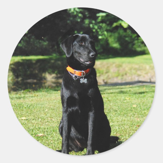 Black Lab Classic Round Sticker (Front)