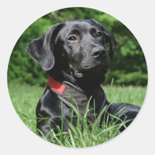 Black Lab Classic Round Sticker