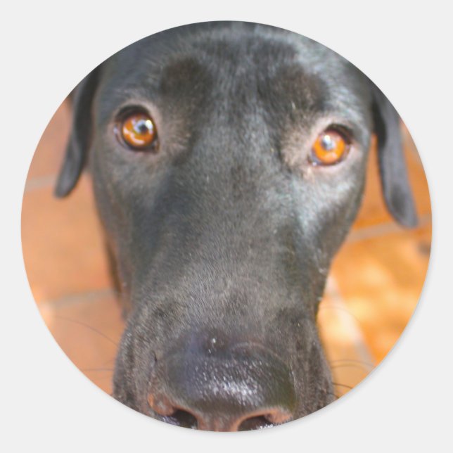 black Lab Classic Round Sticker (Front)