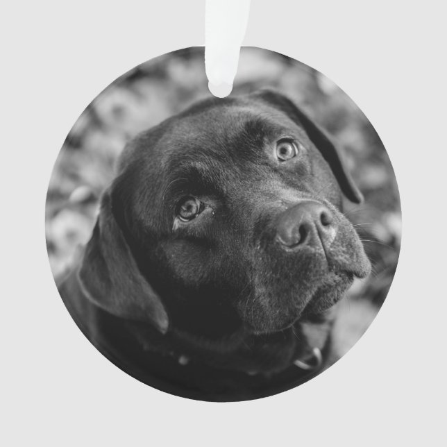 Black Lab customizable Christmas Ornament (Front)