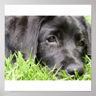 Black Lab Daydreamer Framed Print