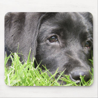 Black Lab Daydreamer Mouse Pad