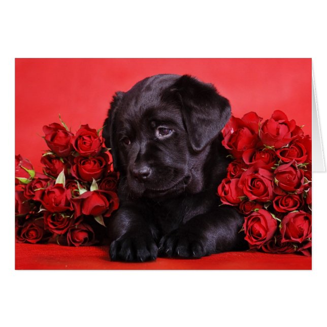 Black Lab et rose (Devant horizontal)