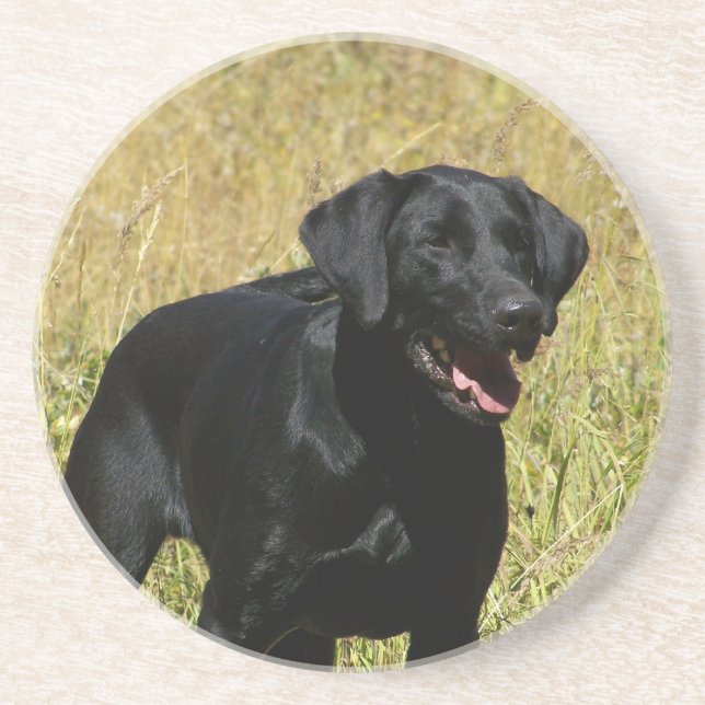 Black Lab in Field Coaster (Front)