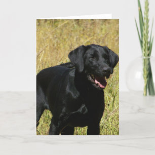 Black Lab in Field  Note Card