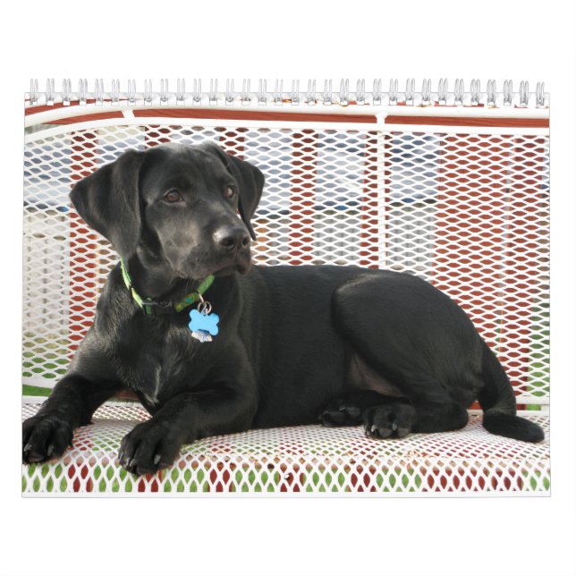 Black Lab labrador retriever calendar (Cover)