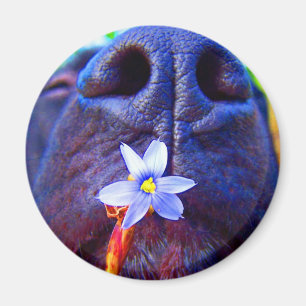 Black lab mix nose, small purple flower picture magnet