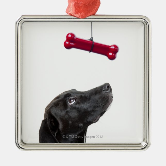 Black lab mixed dog with red dog bone metal ornament (Front)