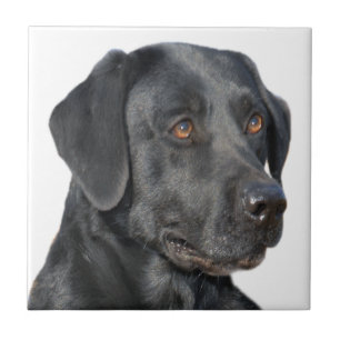 Black Lab Portrait Tiles