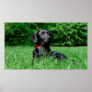 Black Lab Poster
