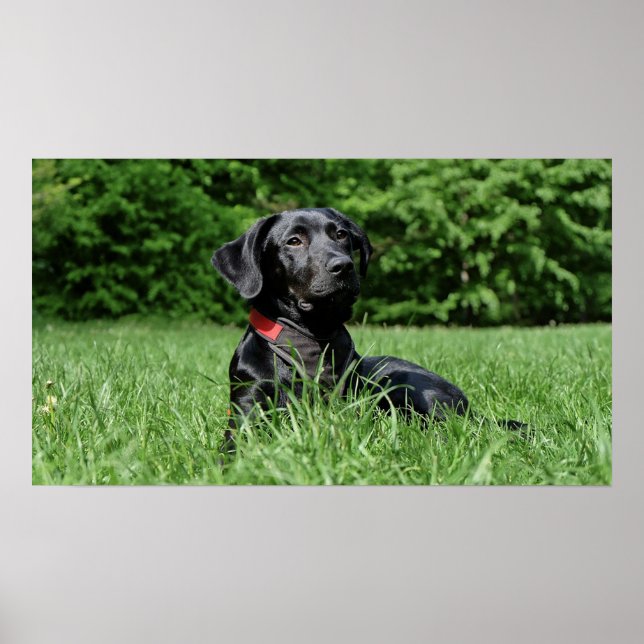 Black Lab Poster (Front)