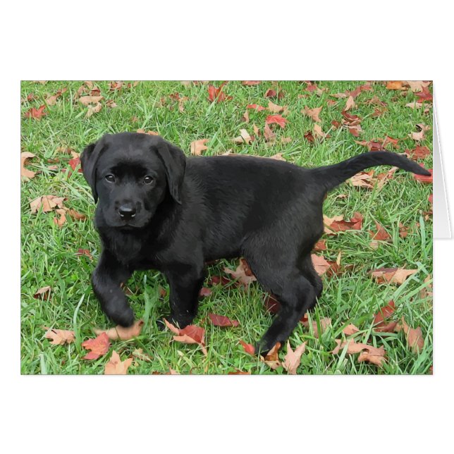 Black Lab Puppy (Front Horizontal)