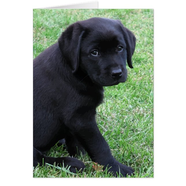 Black Lab Puppy (Front)