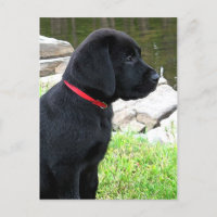 Black Lab Puppy Cute Dog- Labrador Retriever Puppy