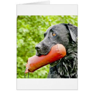 black lab retrieving