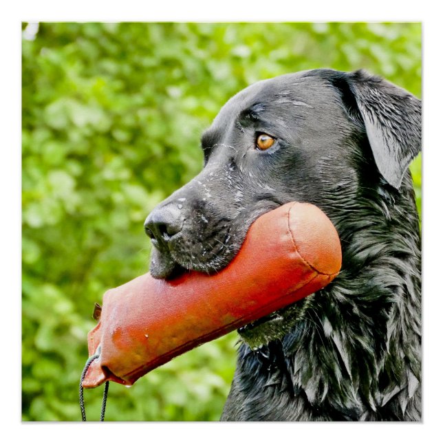 black lab retrieving poster (Front)