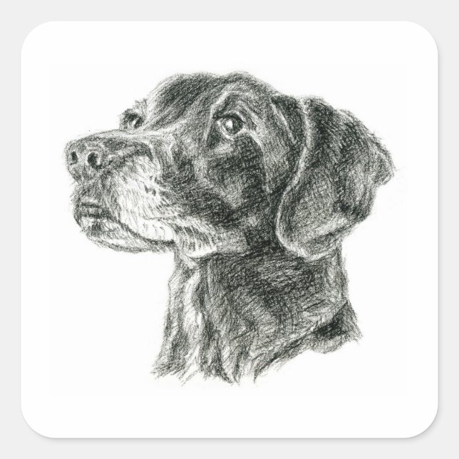 Black Lab Square Sticker (Front)