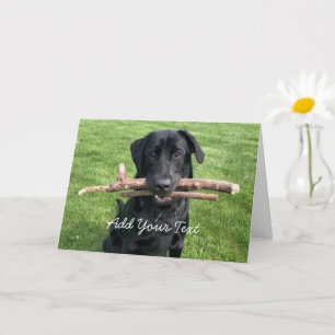 Black Lab with two sticks Dog Photo Card