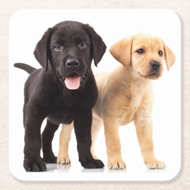 Black Lab Yellow Labrador Retriever Puppy Dog Square Paper Coaster (Front)
