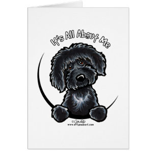 Black Labradoodle IAAM Simple